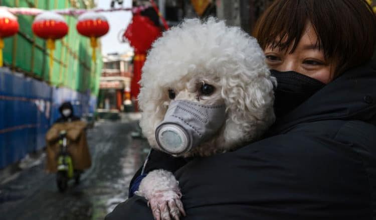 Un perro dio positivo por coronavirus en Hong Kong