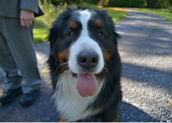 (VIDEO) Perro interrumpe acto oficial para buscar a su dueño, el presidente de Irlanda