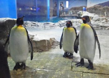 (VIDEO) Pingüinos pasean por los pasillos vacíos de un acuario ante la falta de visitantes