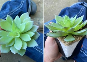 Mujer regó durante dos años una planta de plástico al creer que era natural