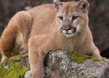 (VIDEO) Un puma deambula por las calles de Santiago de Chile en plena cuarentena