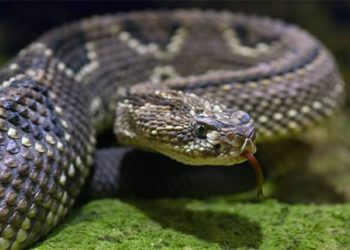 Un hombre incendia una casa al tratar de matar a una serpiente