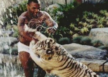 La dramática historia del día que el tigre de Tyson “le arrancó” el brazo a una mujer
