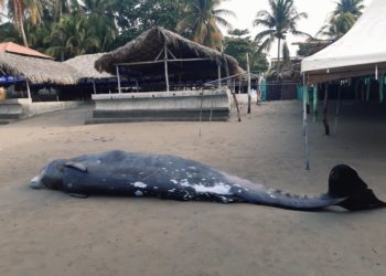 Localizan cadáver de una ballena en la playa Las Tunas, en La Unión