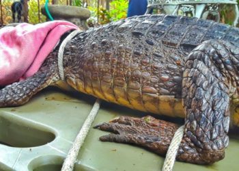 Ministerio de Medio Ambiente rescata a un caimán abandonado en Nahuizalco