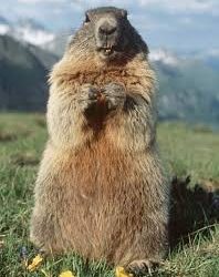 (VIDEO) Graban a una marmota comiendo pizza en su jardín mientras trolea a unos perros