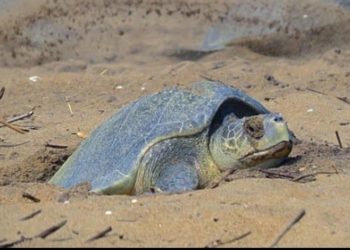 Miles de tortugas invaden playas vacías de la India para anidar