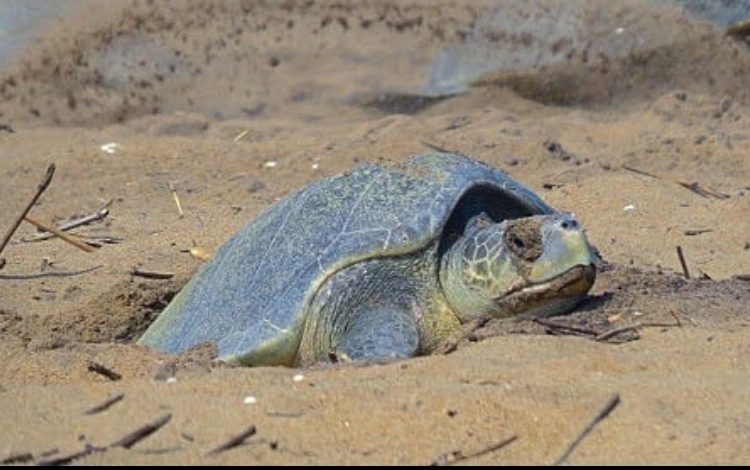 Miles de tortugas invaden playas vacías de la India para anidar