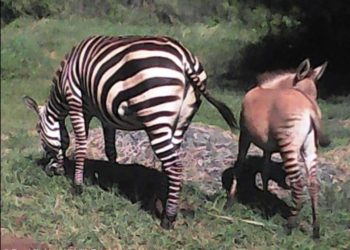 Una cebra se escapa de un parque nacional y después pare un cebrasno