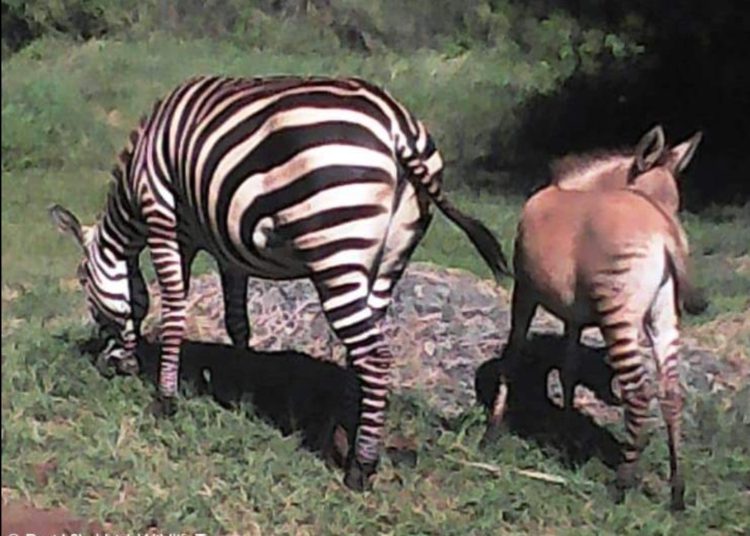 Una cebra se escapa de un parque nacional y después pare un cebrasno