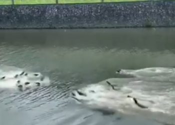 (VIDEO) Dos clanes de nutrias luchan cuerpo a cuerpo en una violenta batalla acuática