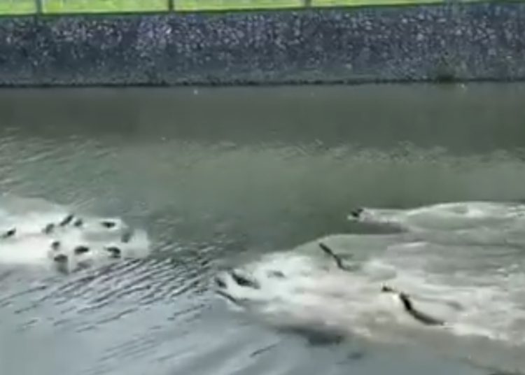 (VIDEO) Dos clanes de nutrias luchan cuerpo a cuerpo en una violenta batalla acuática