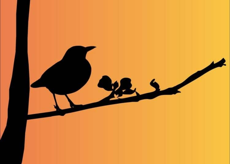 Una bacteria mata a miles de pájaros en Alemania, al provocarles neumonía