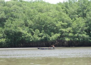 SALVANATURA lanza campaña “La Década Verde”