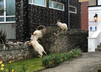 (VIDEO) Las cabras se toman una ciudad de Gales en plena cuarentena