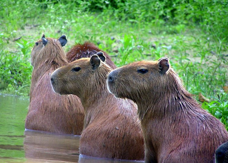 (VIDEO) Los capibaras se adueñan de un club de golf en Bolivia en medio de la pandemia