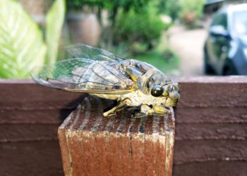 Las cigarras anuncian la llegada de la Semana Santa