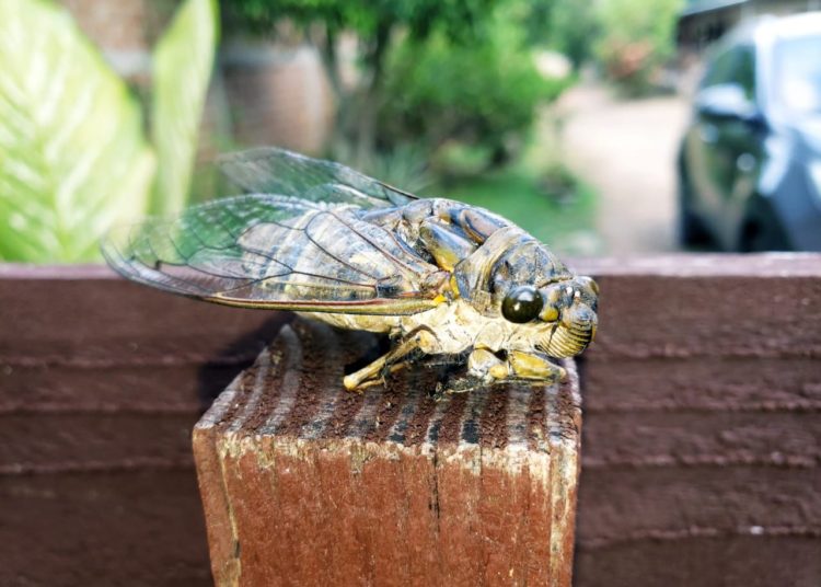 Las cigarras anuncian la llegada de la Semana Santa