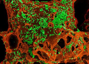 Determinan que el nuevo coronavirus puede generar el triple de patógenos que el SARS de 2003