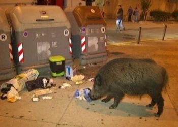 (VIDEO) Un jabalí aparece en las calles desiertas del centro de Madrid durante la cuarentena