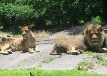 Cuatro tigres y tres leones dan positivo para covid-19 en el zoo de Nueva York