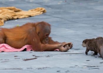 Zoológico comparte adorables fotos de orangutanes jugando con nutrias