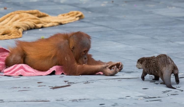 Zoológico comparte adorables fotos de orangutanes jugando con nutrias