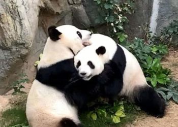Dos pandas que pasaron 10 años juntos en un zoológico se aparean por primera vez durante el coronavirus