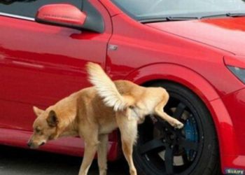 La razón de por qué los perros orinan las llantas de los autos