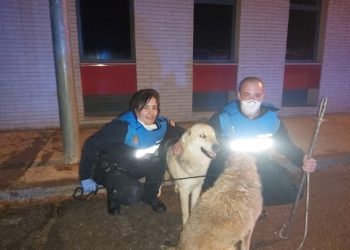 España: Rescatan a un perro a punto de ahogarse gracias al aviso de otro can