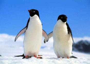 Fotografían a dos pingüinos abrazados mirando al horizonte