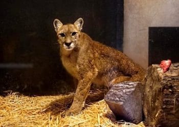 (VIDEO) Capturan otro puma silvestre en Santiago de Chile durante la cuarentena