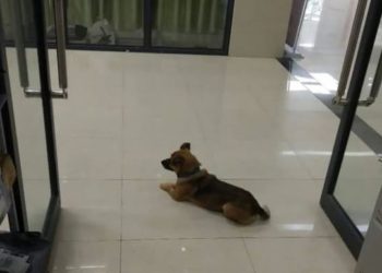 Un perro esperó a su dueño fallecido en un hospital de Wuhan durante 3 meses
