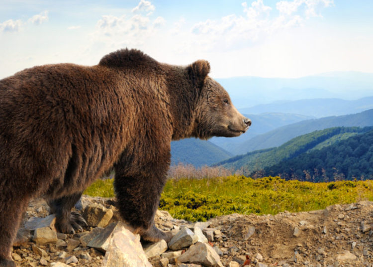 Filman por primera vez en 150 años a un oso pardo en el noroeste de España