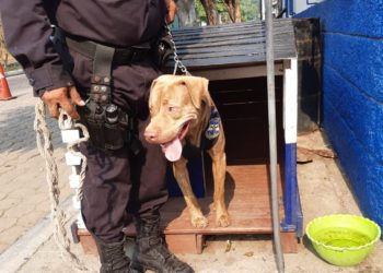Conozca a «Rex», el perro policía de la Subdelegación de Tonacatepeque