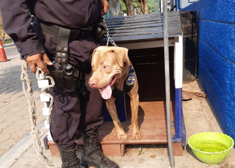 Conozca a «Rex», el perro policía de la Subdelegación de Tonacatepeque