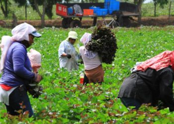 Diputados ratifican decreto de apoyo financiero al sector agropecuario afectado por pandemia del covid-19