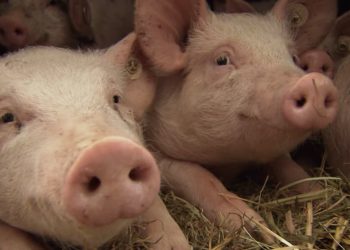 “Cielomotos” causan fenómeno de “trompetas en el cielo”