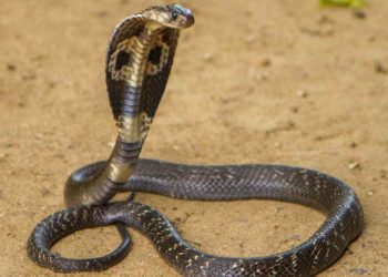 Una anciana arrastra una cobra viva sujetándola por la cola