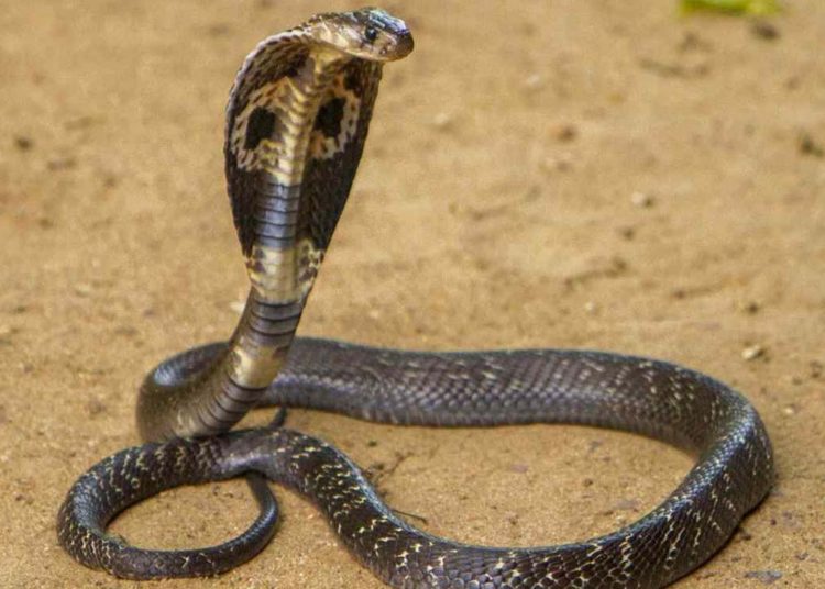 Una anciana arrastra una cobra viva sujetándola por la cola