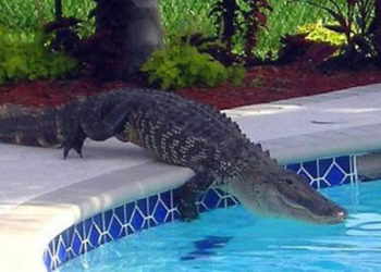 Una familia se lleva una sorpresa al encontrar un cocodrilo reposando en cocodrilo inflable en la piscina