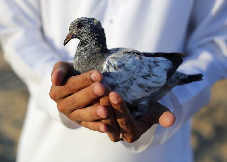 India sospecha de una paloma capturada como posible «espía paquistaní» y estallan los memes