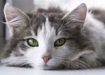 Un estudio advierte que los gatos son máquinas de matar altamente eficaces