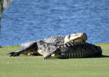 (VIDEO) Dos lagartos pelean en un campo de golf