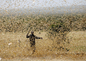 Triple desastre en África: Covid-19, inundaciones y plaga de langostas