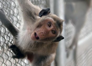 Una vacuna contra el covid-19 probada en macacos se muestra eficaz contra el desarrollo de la neumonía