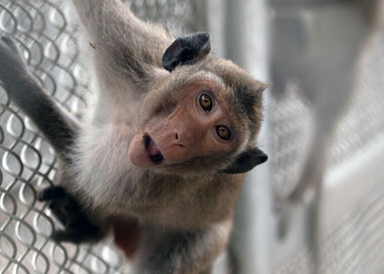 Una vacuna contra el covid-19 probada en macacos se muestra eficaz contra el desarrollo de la neumonía
