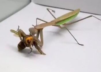(VIDEO) Una mantis religiosa se lanza sobre un avispón y le devora su cabeza