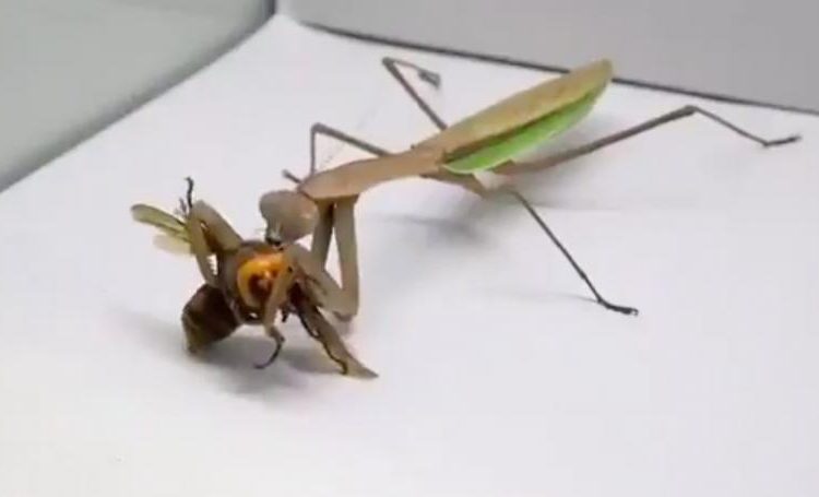 (VIDEO) Una mantis religiosa se lanza sobre un avispón y le devora su cabeza