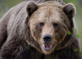 (VIDEO) Un niño muestra qué hacer cuando un oso lo persigue en un valle de Italia